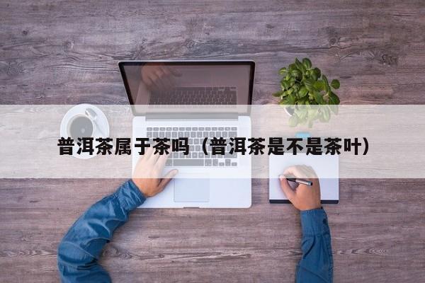 普洱茶属于茶吗（普洱茶是不是茶叶）