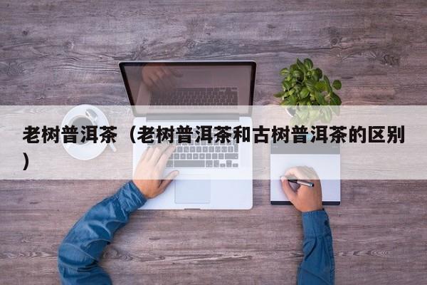 老树普洱茶（老树普洱茶和古树普洱茶的区别）