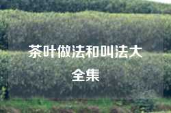 茶叶做法和叫法大全集