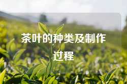 茶叶的种类及制作过程