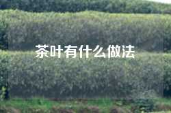 茶叶有什么做法