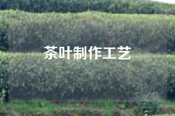 茶叶制作工艺