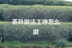 茶叶做法工序怎么做