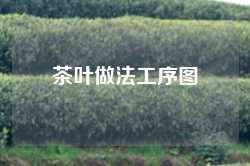 茶叶做法工序图