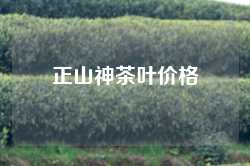 正山神茶叶价格