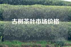 古树茶叶市场价格
