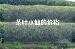 茶叶水仙的价格