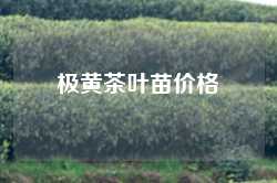 极黄茶叶苗价格