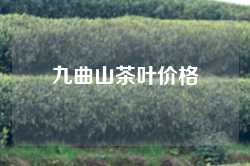 九曲山茶叶价格