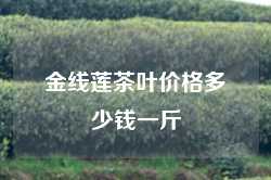 金线莲茶叶价格多少钱一斤